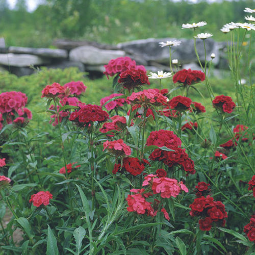 dianthus barbatus sweet william