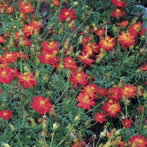 Cosmos 'Sea Shells Red