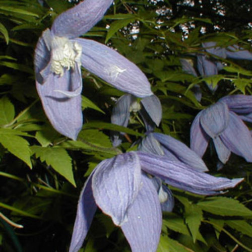 clematis FineGardening