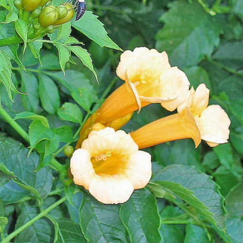 trumpet vine trellis