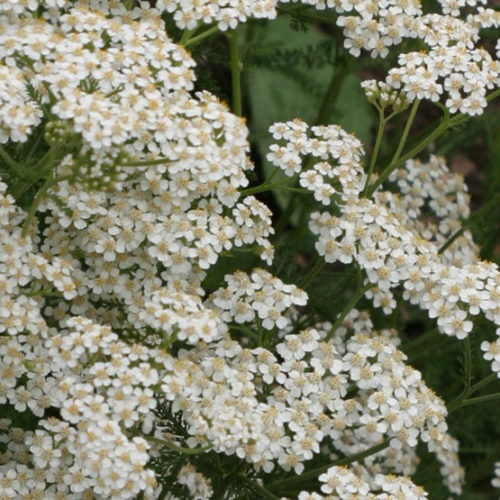 yarrow