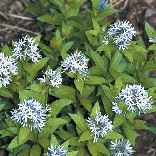 Pañalera Blossom Blue - Minicoton