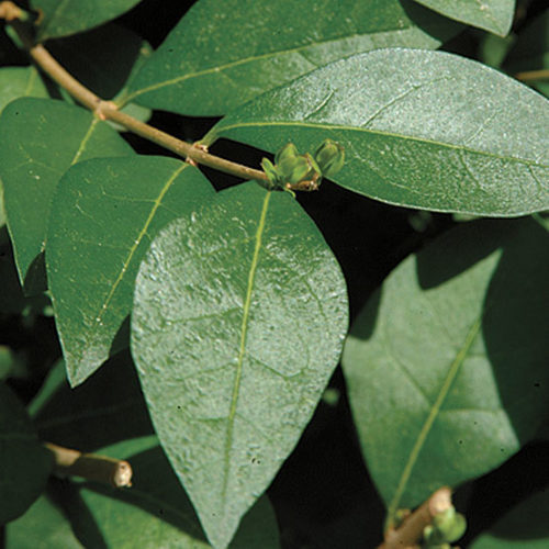 privet tree leaves