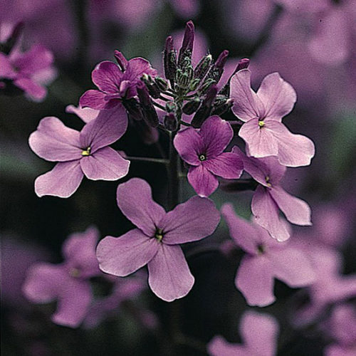 hesperis matronalis leaves