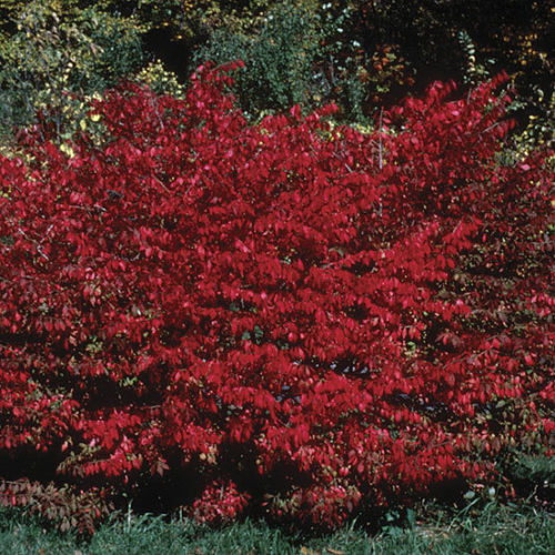 Euonymus alatus - Fusain aile / Burning Bush - Nos végétaux - Jardin2m