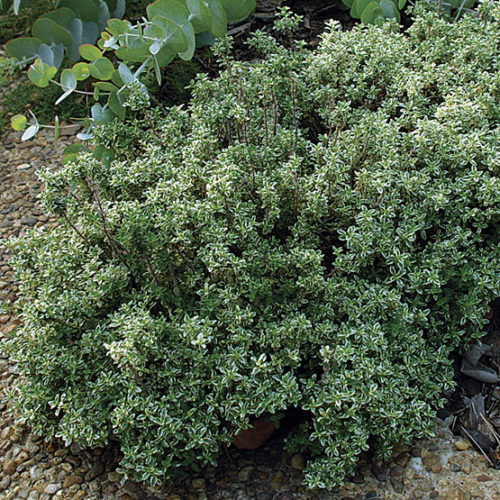 Silver thyme - FineGardening