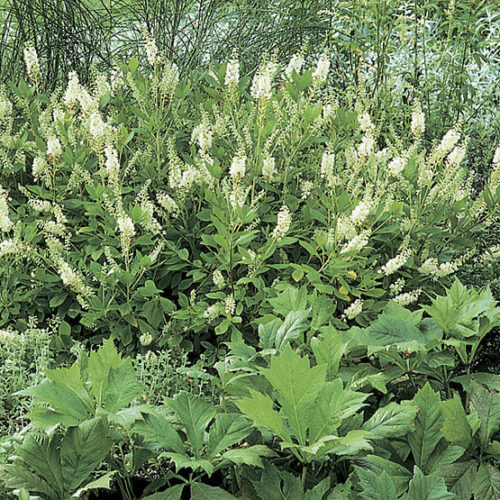 Image of Pepper bush in full bloom