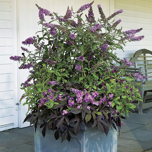 Butterfly Bush