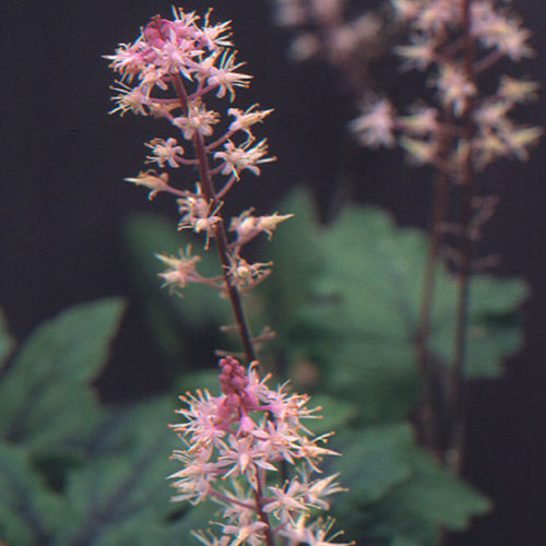 Foam Flower: A Delicate Star in Your Shade Garden