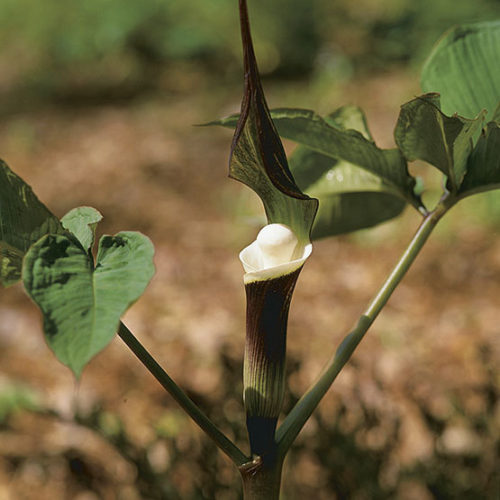 Japanese cobra lily - FineGardening