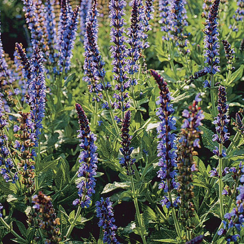 Woodland Sage Care (Watering, Fertilize, Pruning, Propagation) PictureThis, Woodland Sage Care