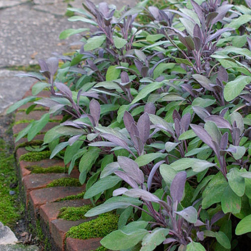 Purple sage - FineGardening