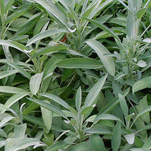 Garden sage - Salvia officinalis, Plants