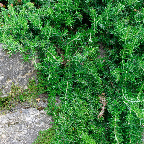 Rosmarinus officinalis Prostrata - Creeping Rosemary