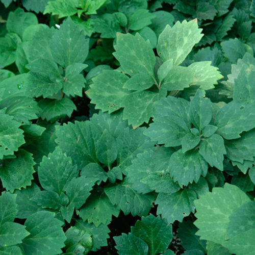 Image of Pachysandra procumbens (Allegheny spurge)