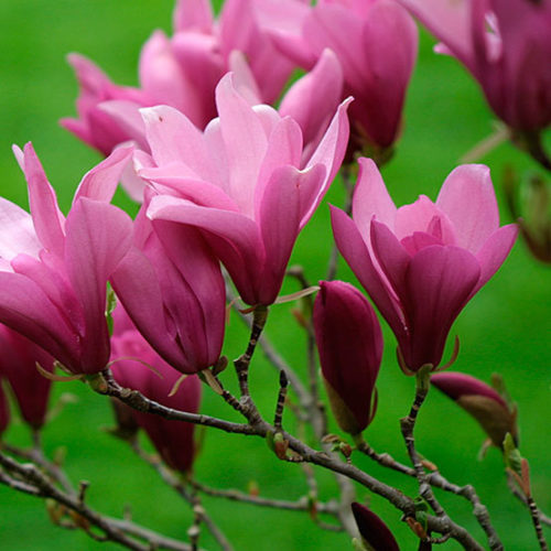 Little Girl' Magnolias Are Just the Right Size for Most Gardens