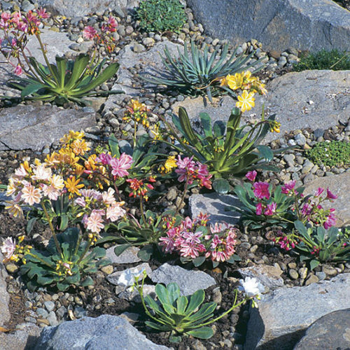 cotyledon - FineGardening