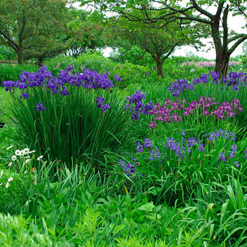 Image of Siberian iris (Iris sibirica) plant