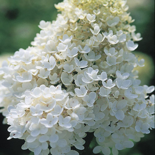 Image of Peegee hydrangea cut flowers