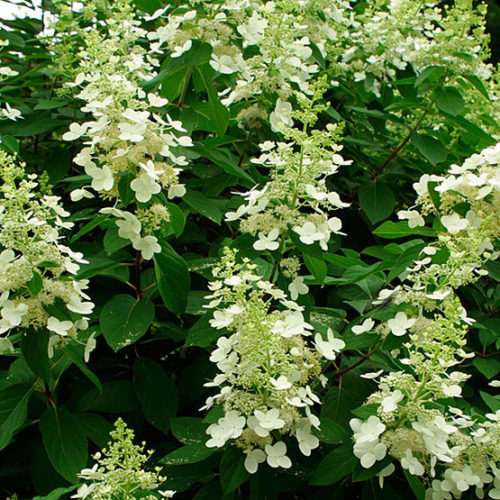 Image of Tardiva smooth leaf hydrangea