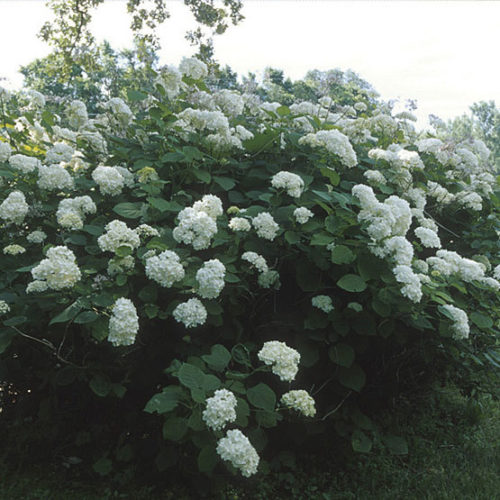 Image of Hills of snow hydrangea for full sun