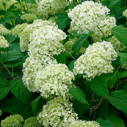 Image of Annabelle smooth leaf hydrangea