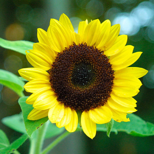 Sunflower - FineGardening