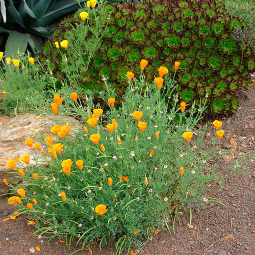 California Poppy Plants