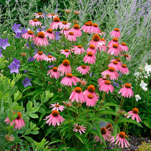 Kim's Knee High coneflower