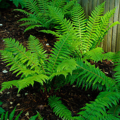 Image of Wood Fern plant