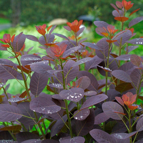 'Royal Purple' Smoke Tree