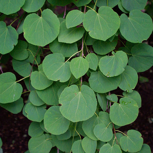 weeping katsura tree