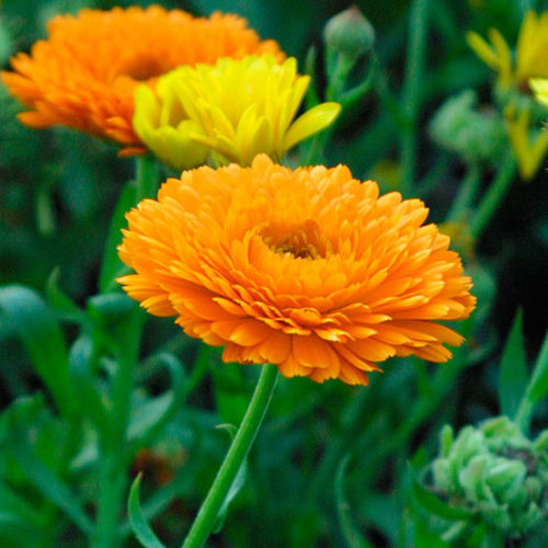 How to Grow and Care for Calendula (Pot Marigold)