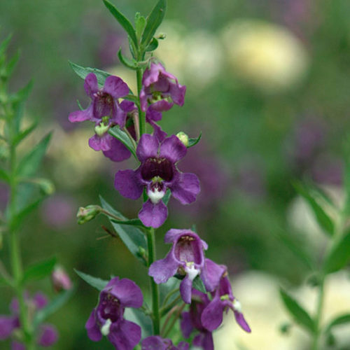 Angelonia flowers deals