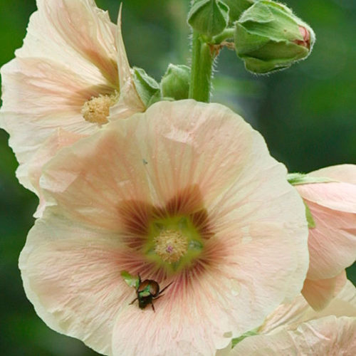 How to care for Hollyhock (Alcea rosea)