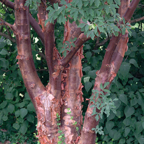 red maple bark