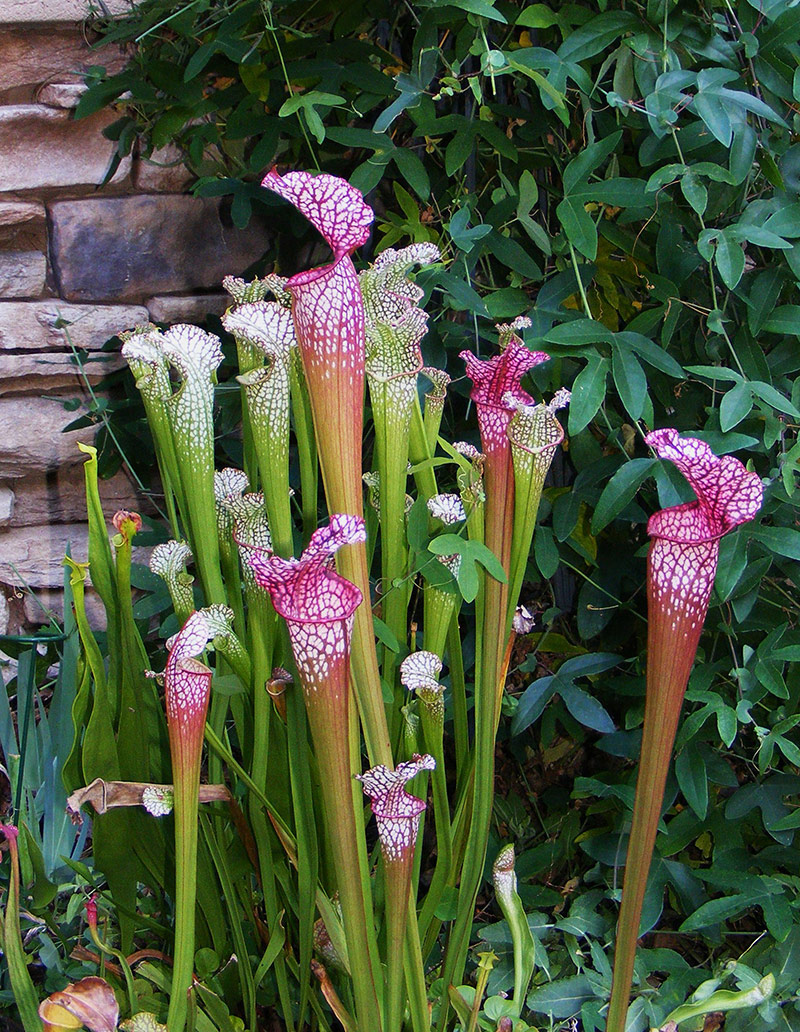 1st Carnivorous Plant Identified In 20 Years Grows Near Vancouver