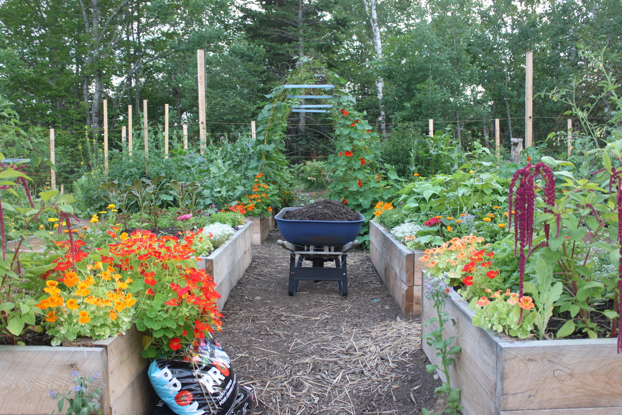 Beautiful Vegetable Garden