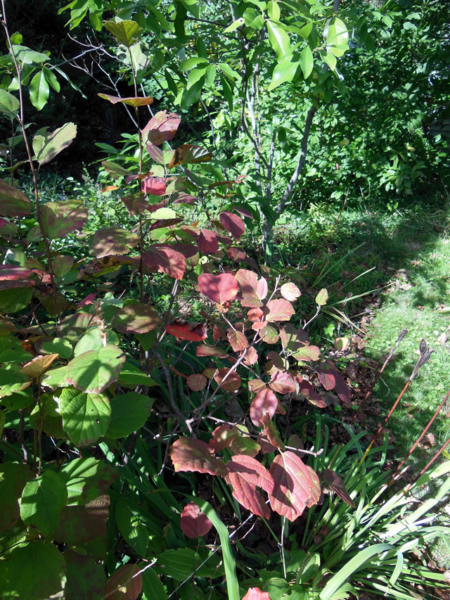 LEGEND OF THE FALL® Fothergilla - Garden Crossings