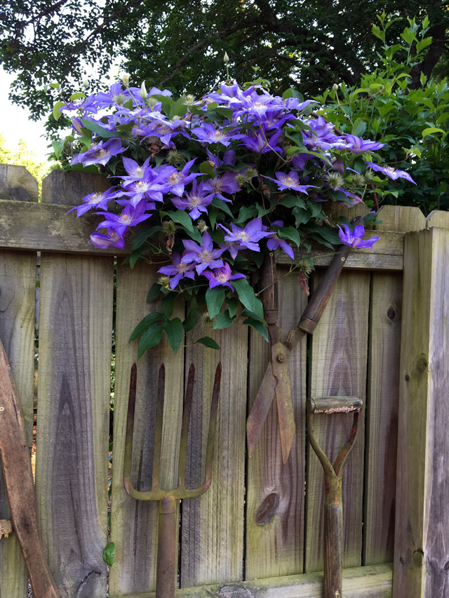 Haku Ookan spilling over the veggie garden fence