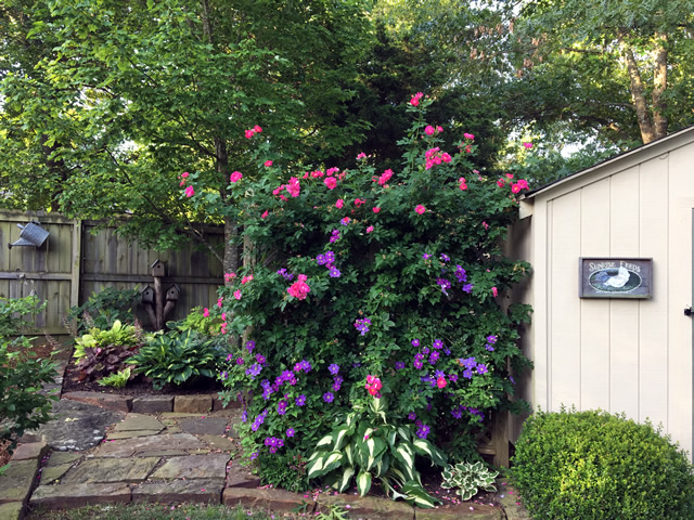 Ashva with William Baffin Rose by a shed