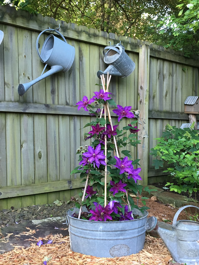 Fleuri in a pot in front of a fence with watering cans hung up