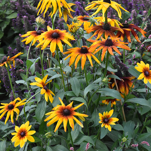 img_20170910_123704_202-