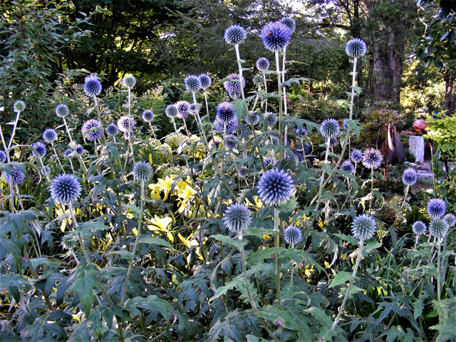 Echinops (Globe Thistle) - Navy Blue - Dried Flowers Forever - DIY