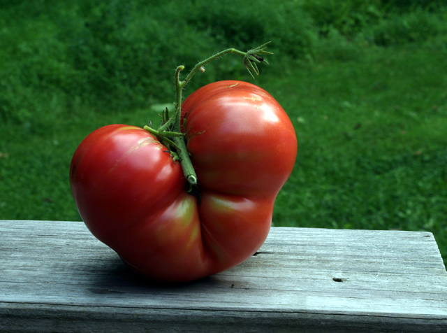 Episode 9: Which Tomato Varieties Are Tops? - FineGardening