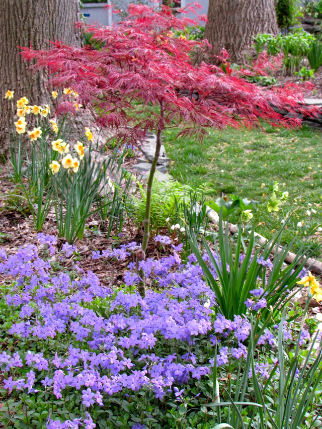 Purple flowers, yellow flowers, small red leaved tree