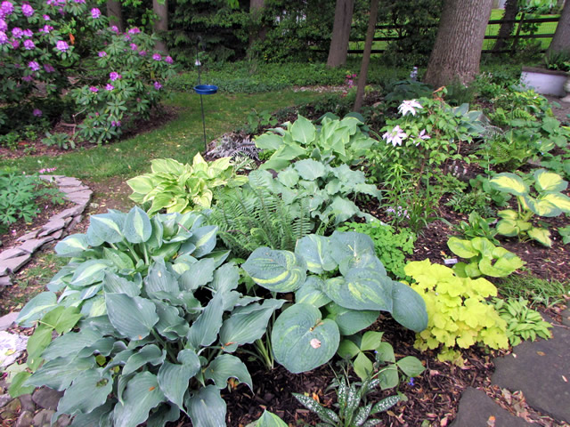 Various plants in a border