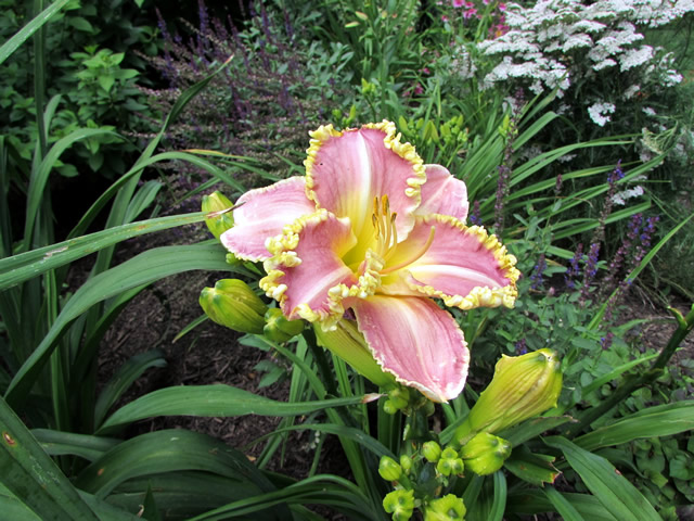 close up of pink flower with yellow edges