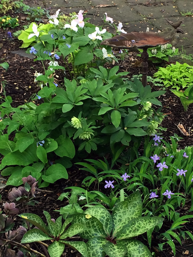 Flowering plants and a birdbath