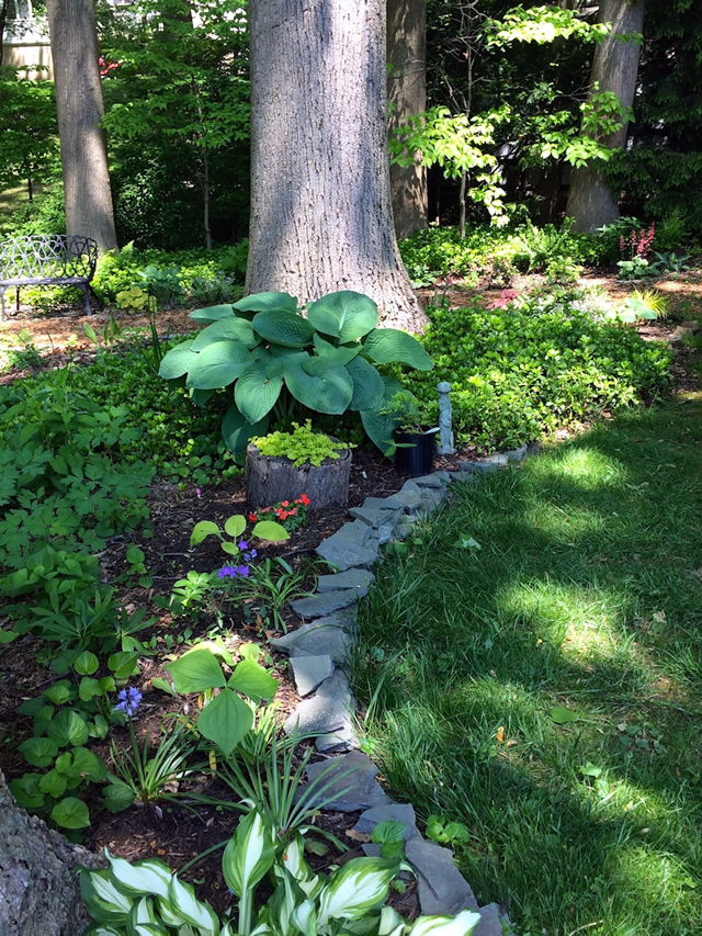 Tree trunk and multiple flowering plants in an area bordered with stone